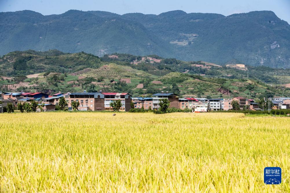 开心川麻加微送卡送分
